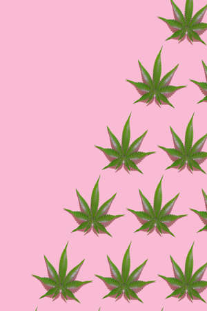 Green hemp leaves pattern on pink background. 3d render texture.の写真素材
