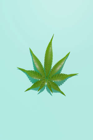 Green hemp leaves on blue background. 3d render texture.の写真素材
