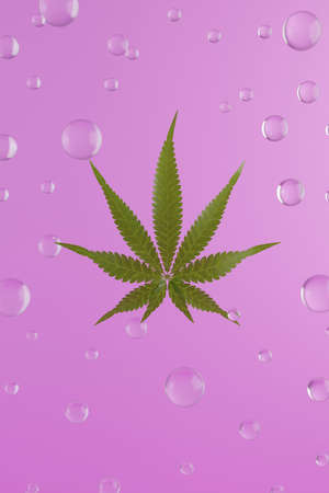 Green hemp leaves on pink background. 3d render texture. 3d background with glass bubbles.の写真素材