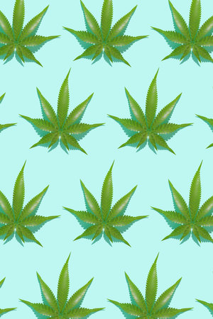 Green hemp leaves pattern on blue background. 3d render texture.の写真素材