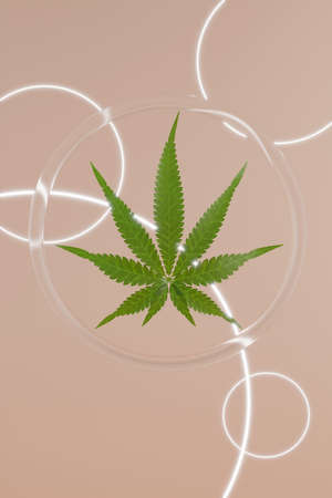 Green hemp leaves on beige background. 3d render texture. Round glass background with glowing circles.の写真素材