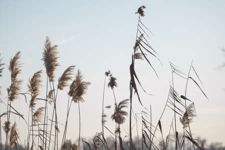 Branches of dry reed pampas grass against the blue sky at sunset.の写真素材