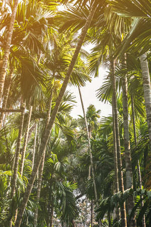 Trees and palm leaves with sunlight on sunny summer days.