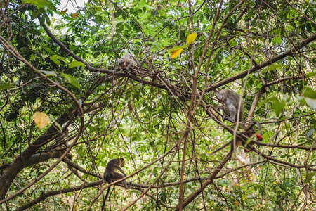 Little monkey sitting on a liana in the tropics in jungle.