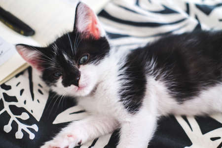 Cute black and white kitten lies on a cozy blanket.