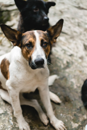 A funny red-and-white dog with big ears looks at the camera. The problem of stray animals.の写真素材