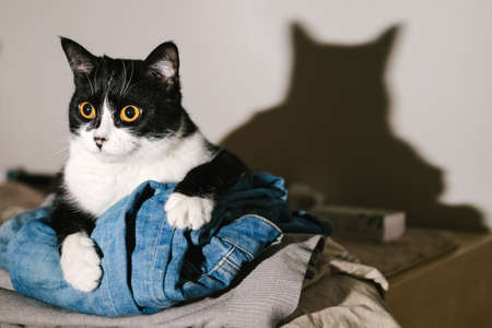 Funny black and white tuxedo cat looking at camera from a pile of clothes with her tongue.の写真素材