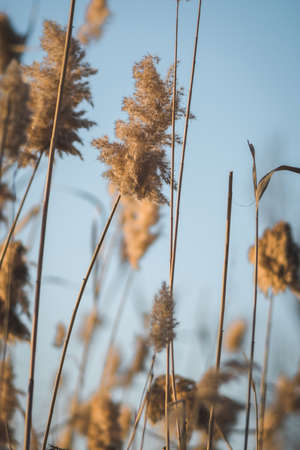 Branches of dry reed pampas grass against the blue sky at sunset.の写真素材