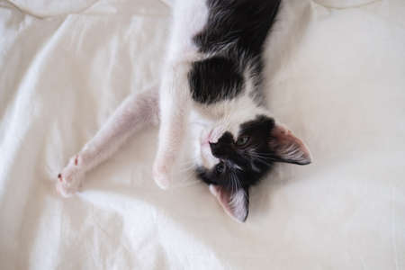 Cute black and white kitten lies on a white cozy blanketの写真素材