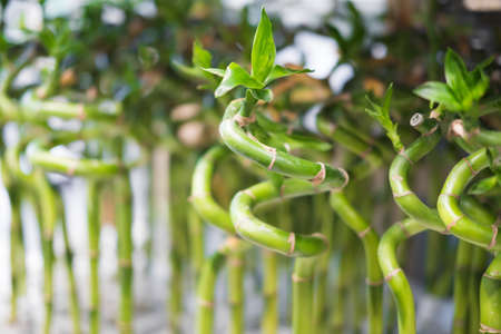 Young shoots of bamboo in the form of a houseplant.の写真素材