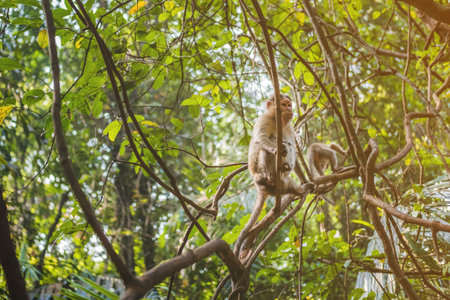 Little monkey sitting on a liana in the tropics in jungle.