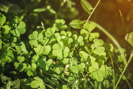 Green clover flower and leaves with sunlight.の写真素材