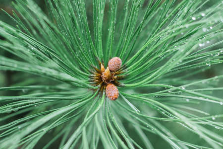 Close-up of a spruce branch with small cones on it. Nature after the rain with droplets.の写真素材