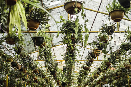 Flower pots hanging from the ceiling in a glass-roofed greenhouse.の写真素材