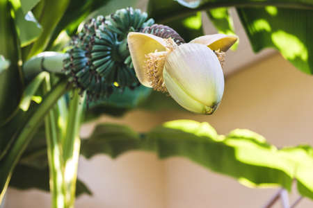 Banana palm flower with a bunch of unripe bananas, flowersの写真素材