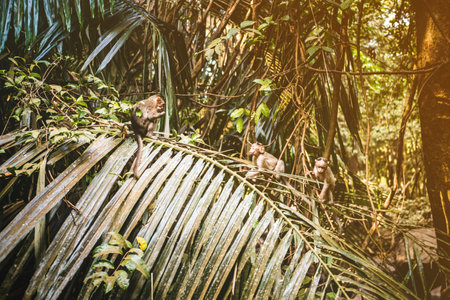 Trees and palm leaves with sunlight on sunny summer days.の写真素材