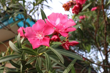 Red flowers