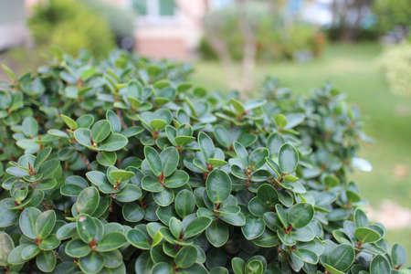 Shrub