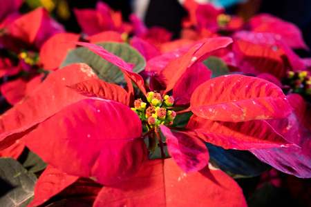 Beautiful red flower poinsettia at christmas eventの写真素材