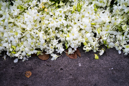 beautiful white orchids on the grey backgroundの写真素材
