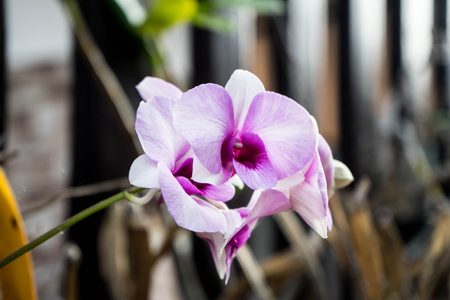 Beautiful purple orchid in the gardenの写真素材