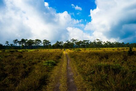 Meadow Path with Blue sky and cloud,Phu Kradueng National Park, Thailandの写真素材