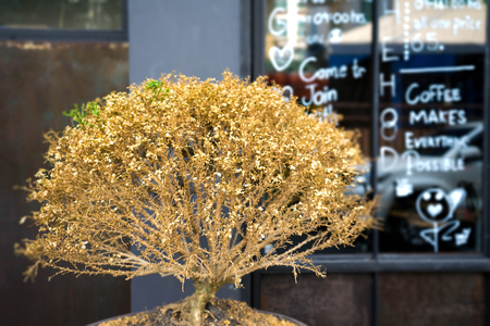 Dry small tree is in front of coffee shopの写真素材