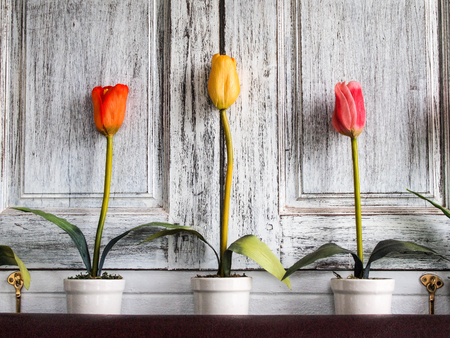 Flowers in pots with wooden backgroundの写真素材