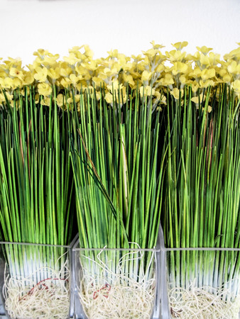 tiny yellow flowers are in glass pots on white backgroundの写真素材
