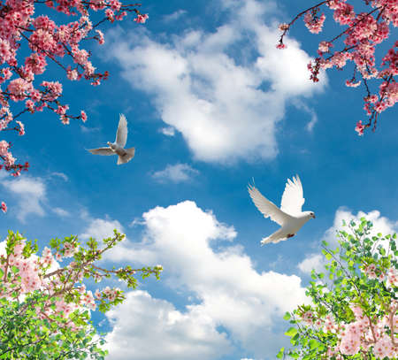 spring branches and doves in cloudy skyの写真素材