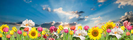 sunflower tulips bloomed and butterflies flyingの写真素材