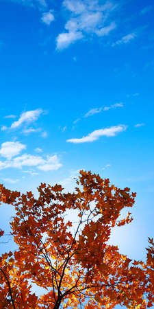 Autumn leaves with the blue skyの写真素材