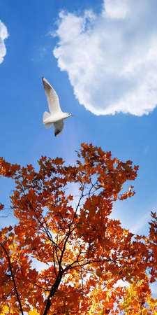 Autumn leaves and flying seagull adorning the skyの写真素材