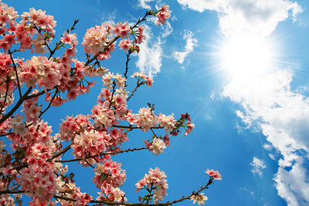sunny sky and pink sakura blossoms