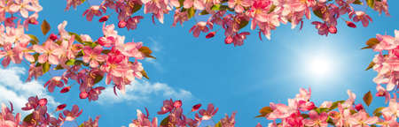 pink spring branches in the skyの写真素材
