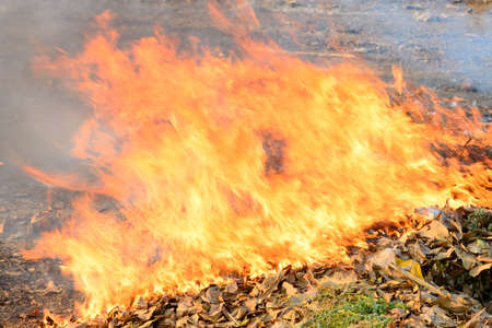 Fire burning of the rubbishの写真素材