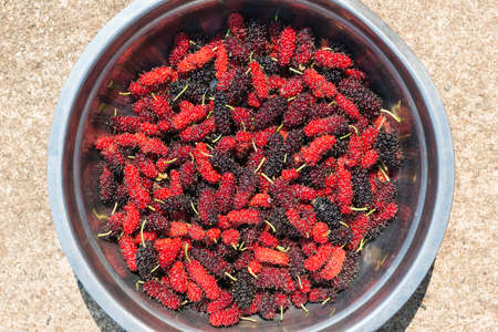 pile of red mulberry fruit backgroundの写真素材