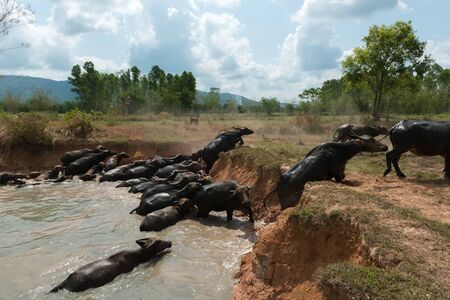 Swamp Buffaloes on a waterの写真素材