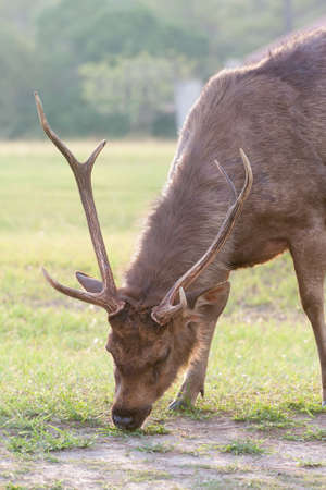Deers on the green meadowの写真素材