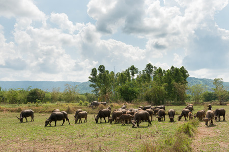 buffalo in the Meadowの写真素材