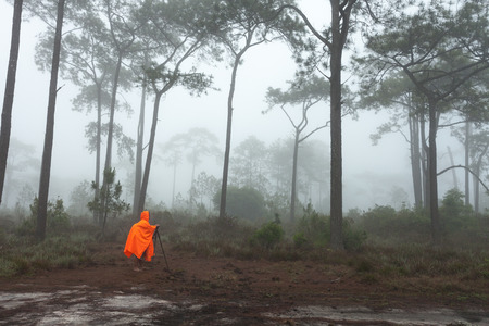 Pine forest with white fogの写真素材