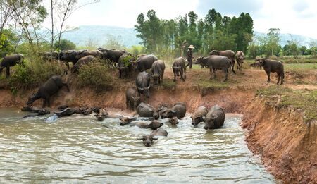 Swamp Buffaloes on a waterの写真素材