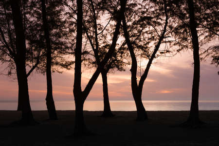 Beautiful soft light pine tree across the sea before sunrise the morningの写真素材