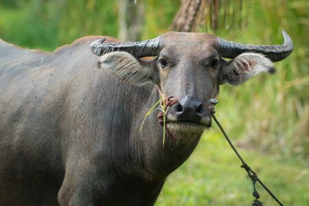 Close up Thai buffaloの写真素材