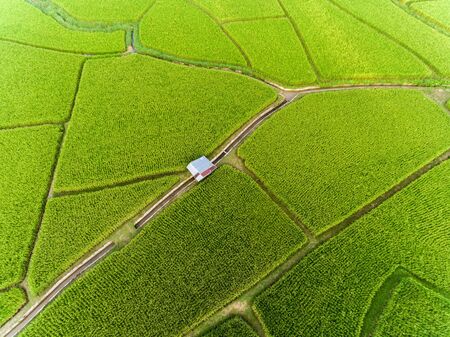 Rice farm Map, Bird Eye Viewの写真素材