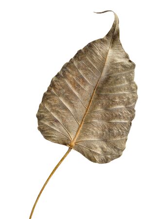 Dry leaf isolated on white backgroundの写真素材