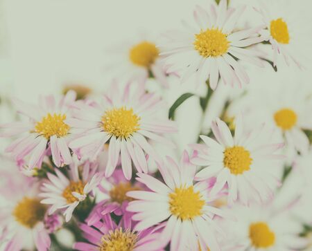 beautiful flowers background for your design with the selective focusの写真素材