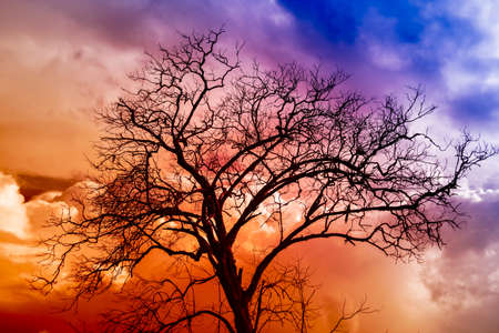 Silhouettes of branches a tree on colorful cloudy scarybackgroundの写真素材