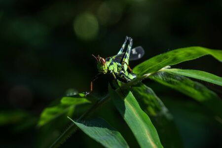 Macro grasshopper live on leaves of grass on nature background, selective focus.の写真素材