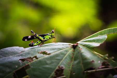 Macro grasshopper live on leaves of grass on nature background, selective focus.の写真素材